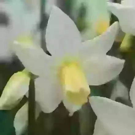 Toto